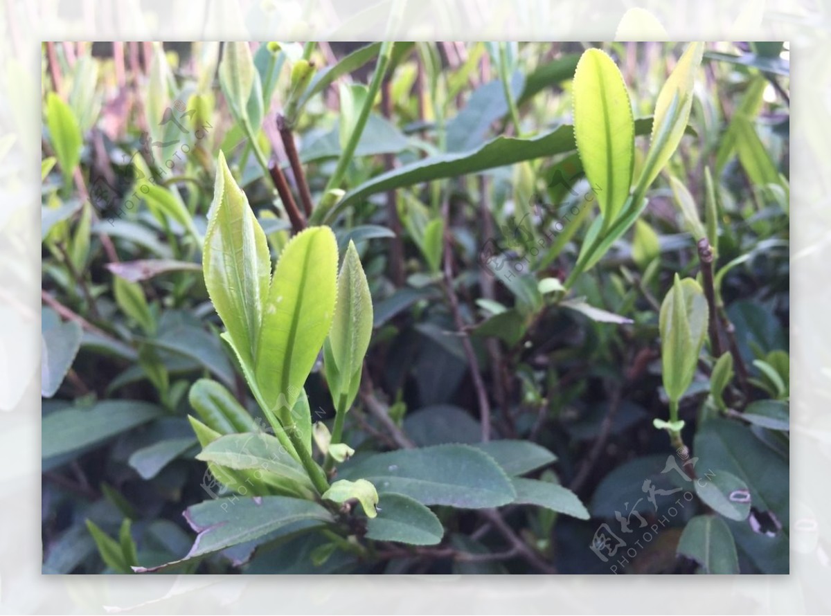 六安瓜片徽六茶新茶春茶