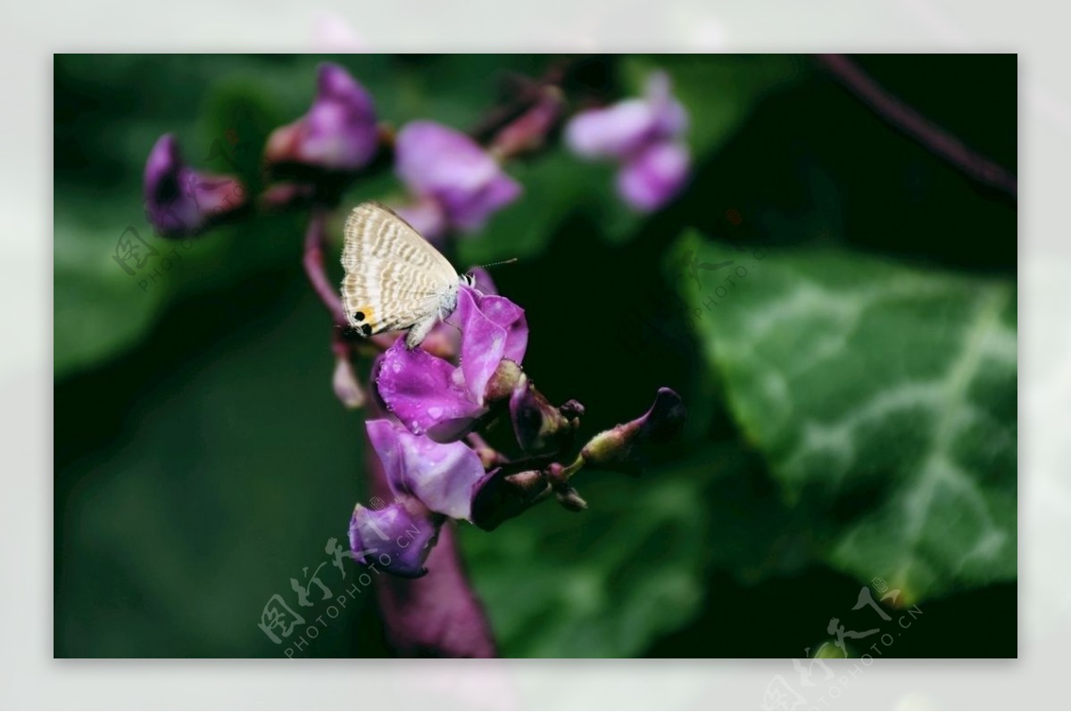 花卉蝴蝶摄影