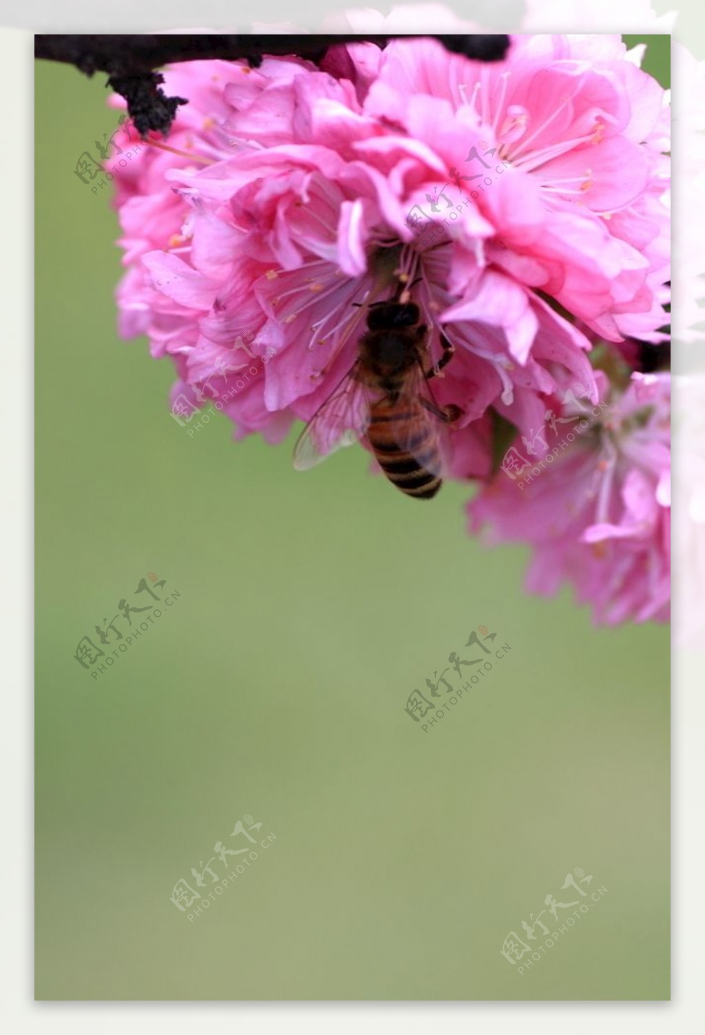 迎春花和蜜蜂