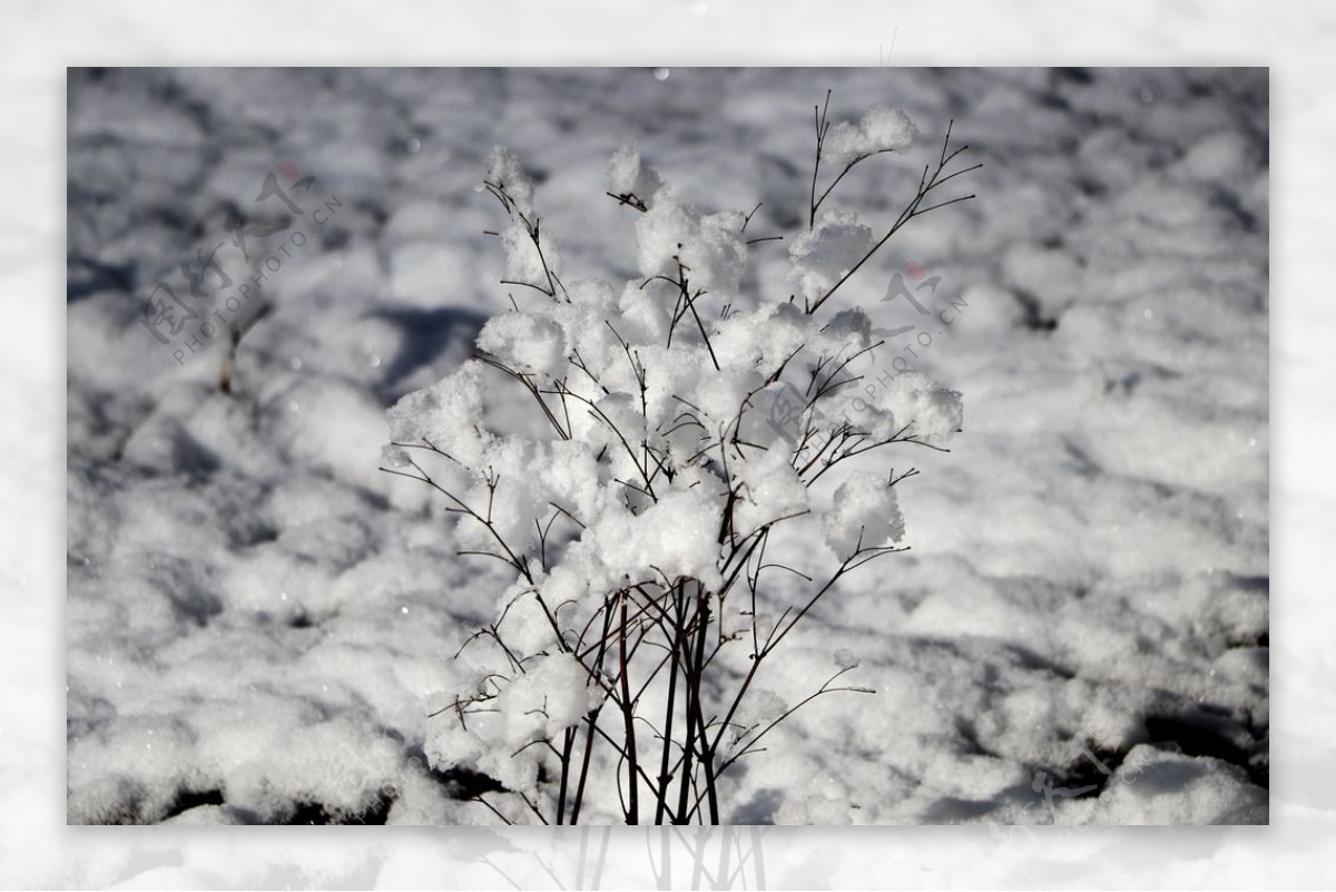 雪景