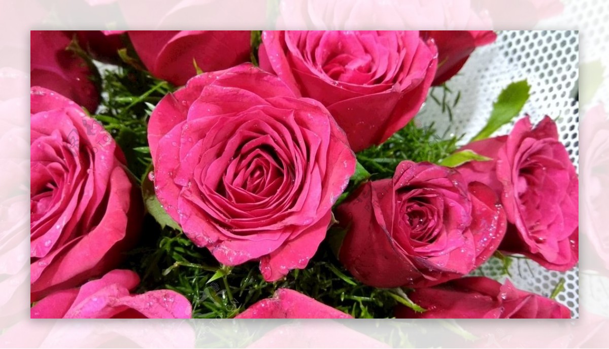 玫瑰花束图片素材