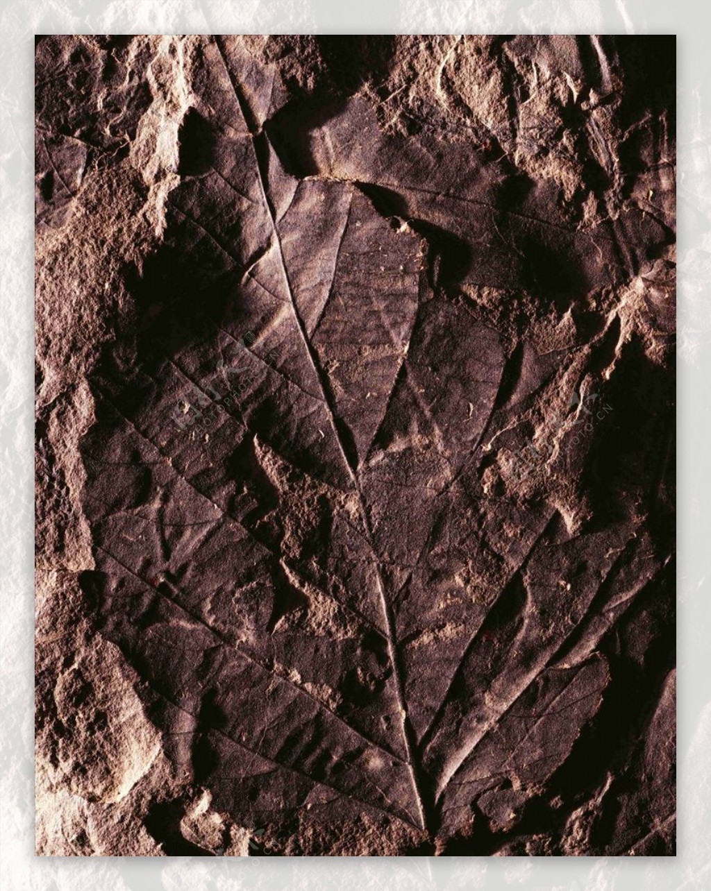 树叶化石