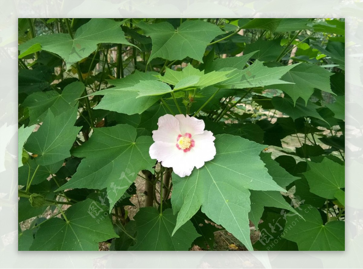 木槿花