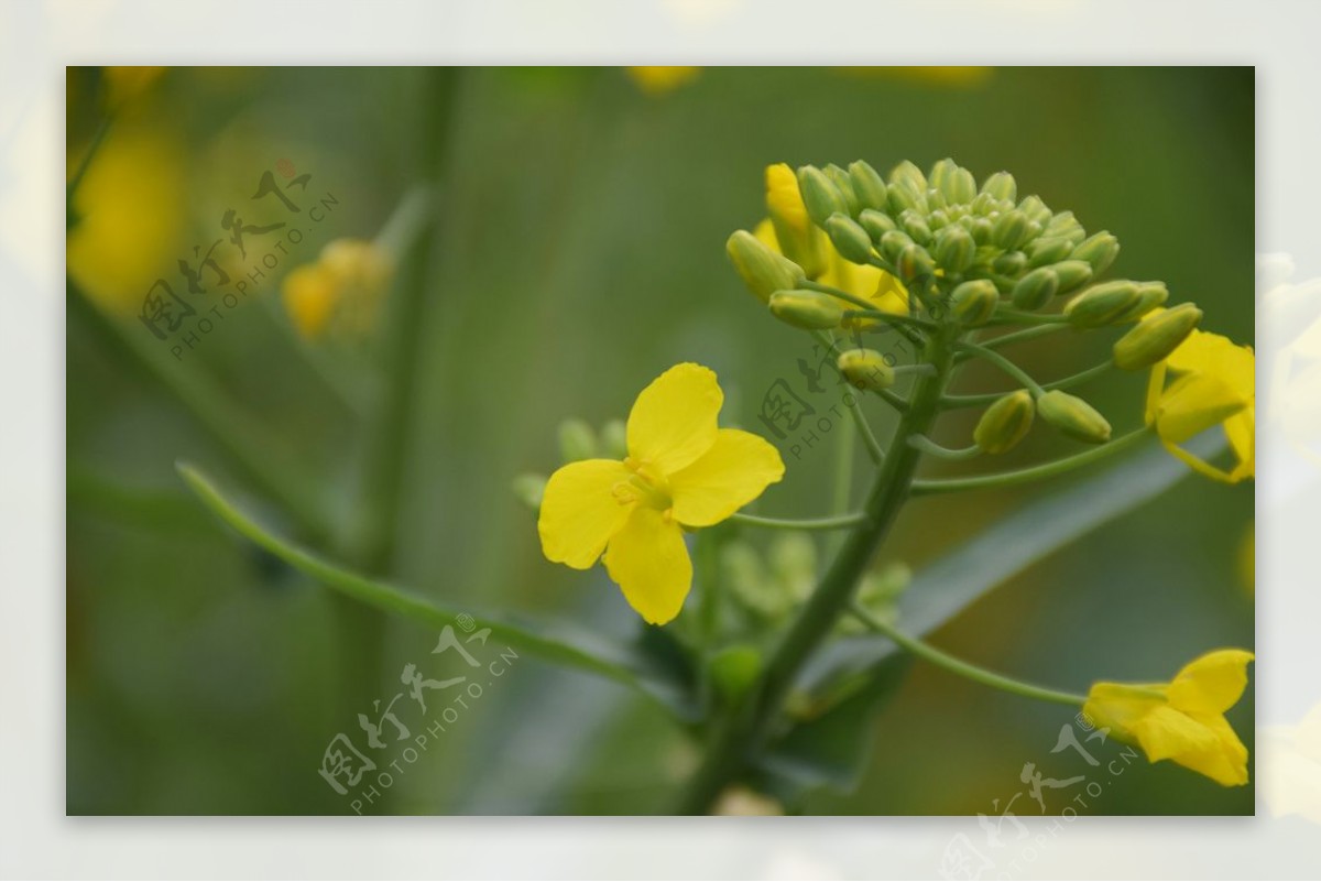 油菜花