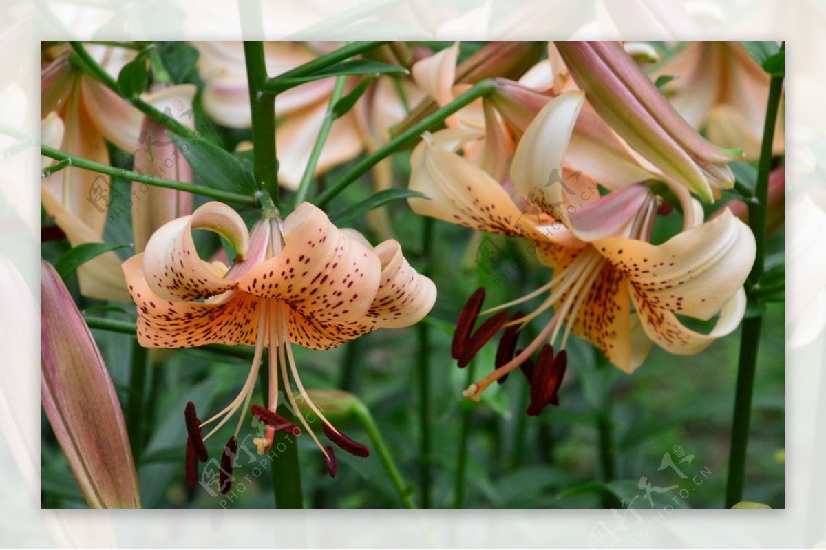 百合花