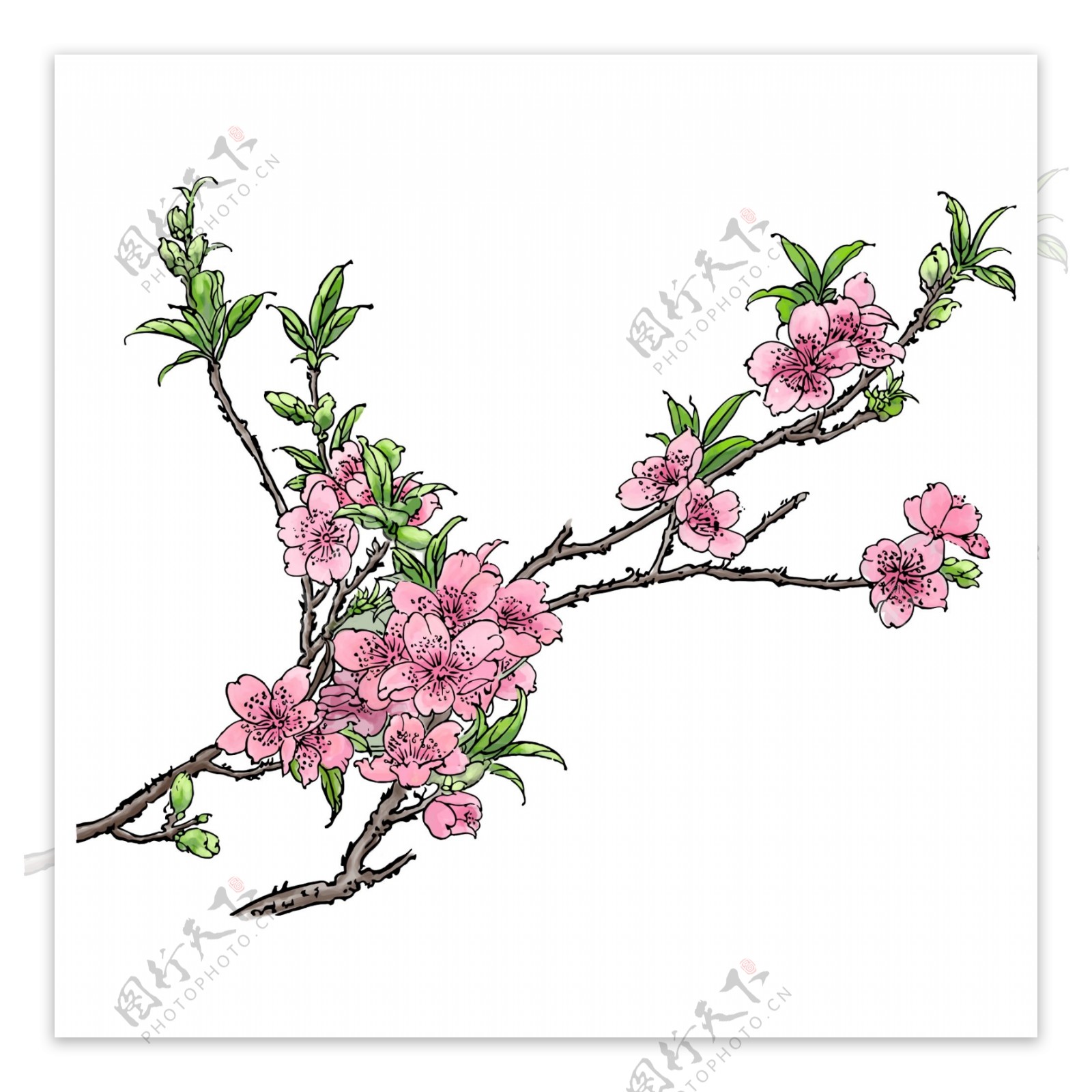 春天粉色手绘水彩风格桃花树枝元素