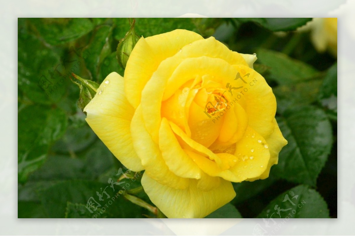 雨露月季花