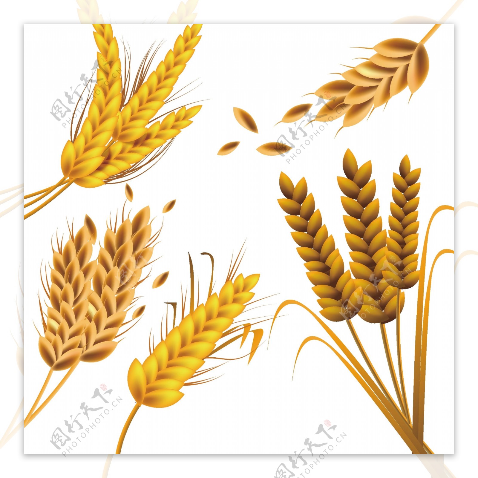 小麦粒图片素材-编号10004175-图行天下