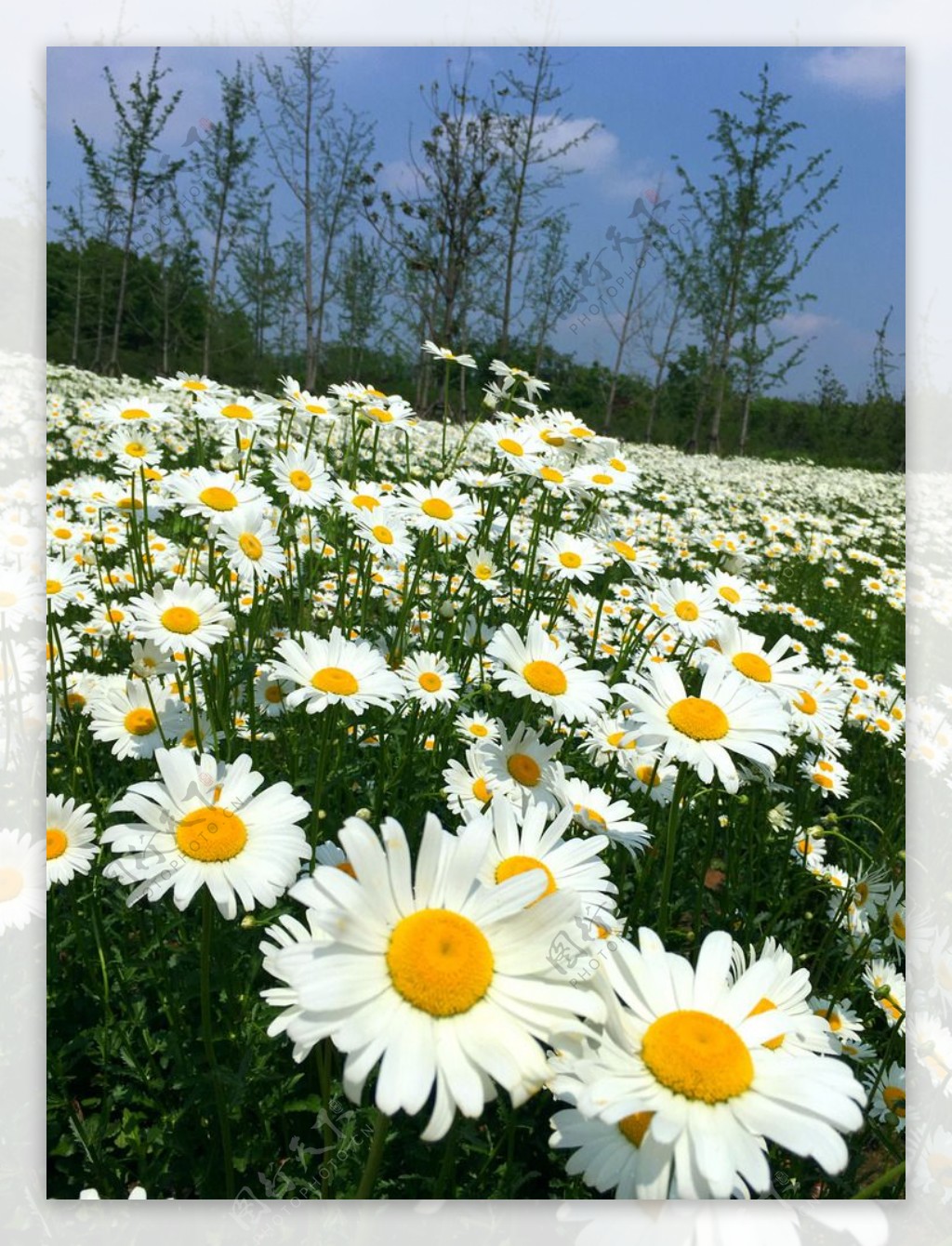 白晶菊太阳花田园风光