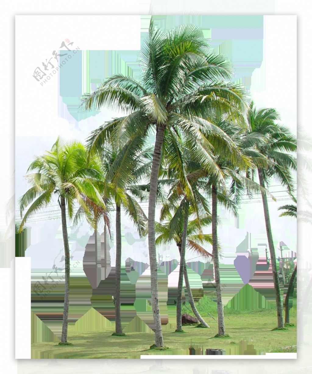 自然清新绿色椰子树产品实物