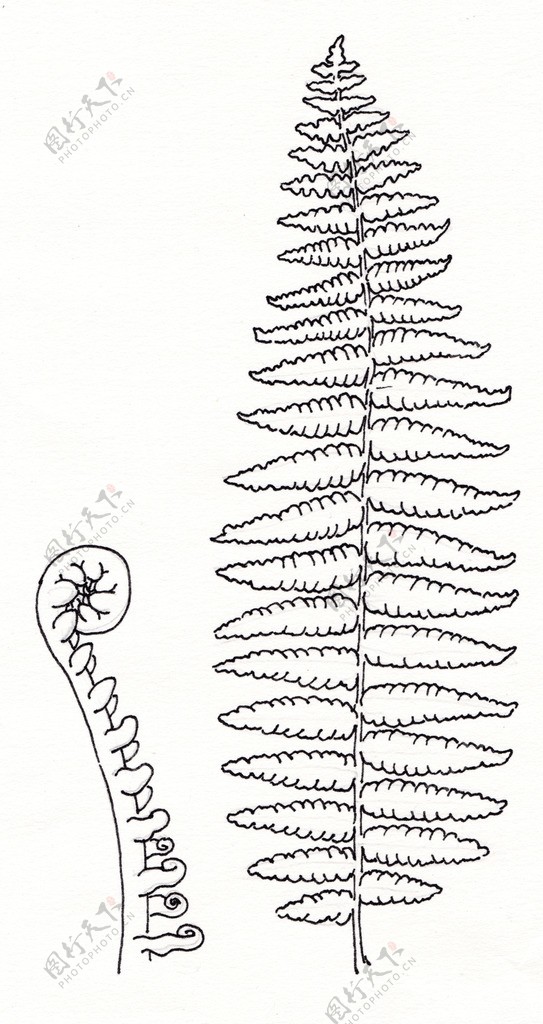 钢笔手绘蕨类植物