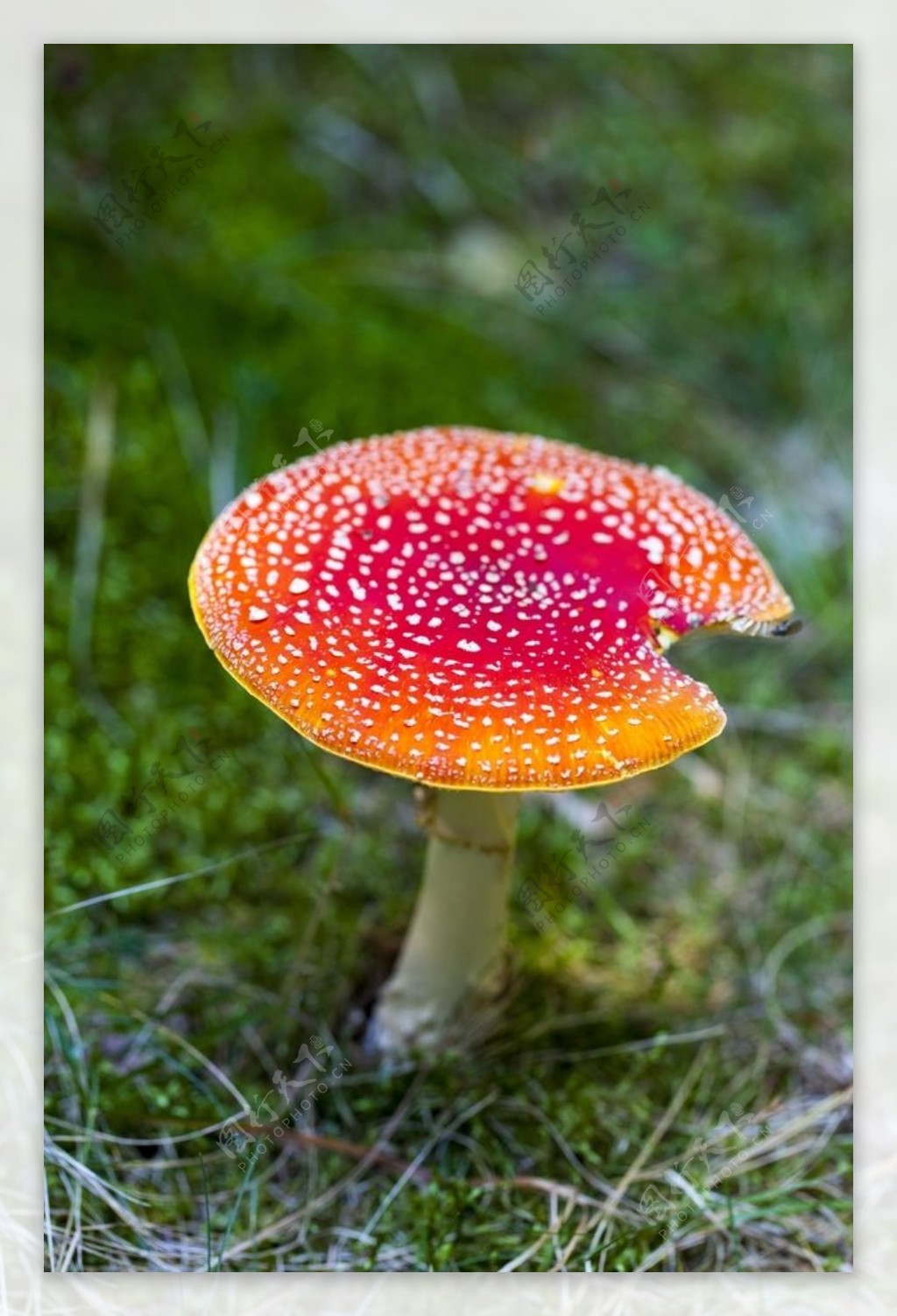 科学网—科微学术： 李海蛟博士带您了解毒蘑菇——大青褶伞 - 韩力的博文