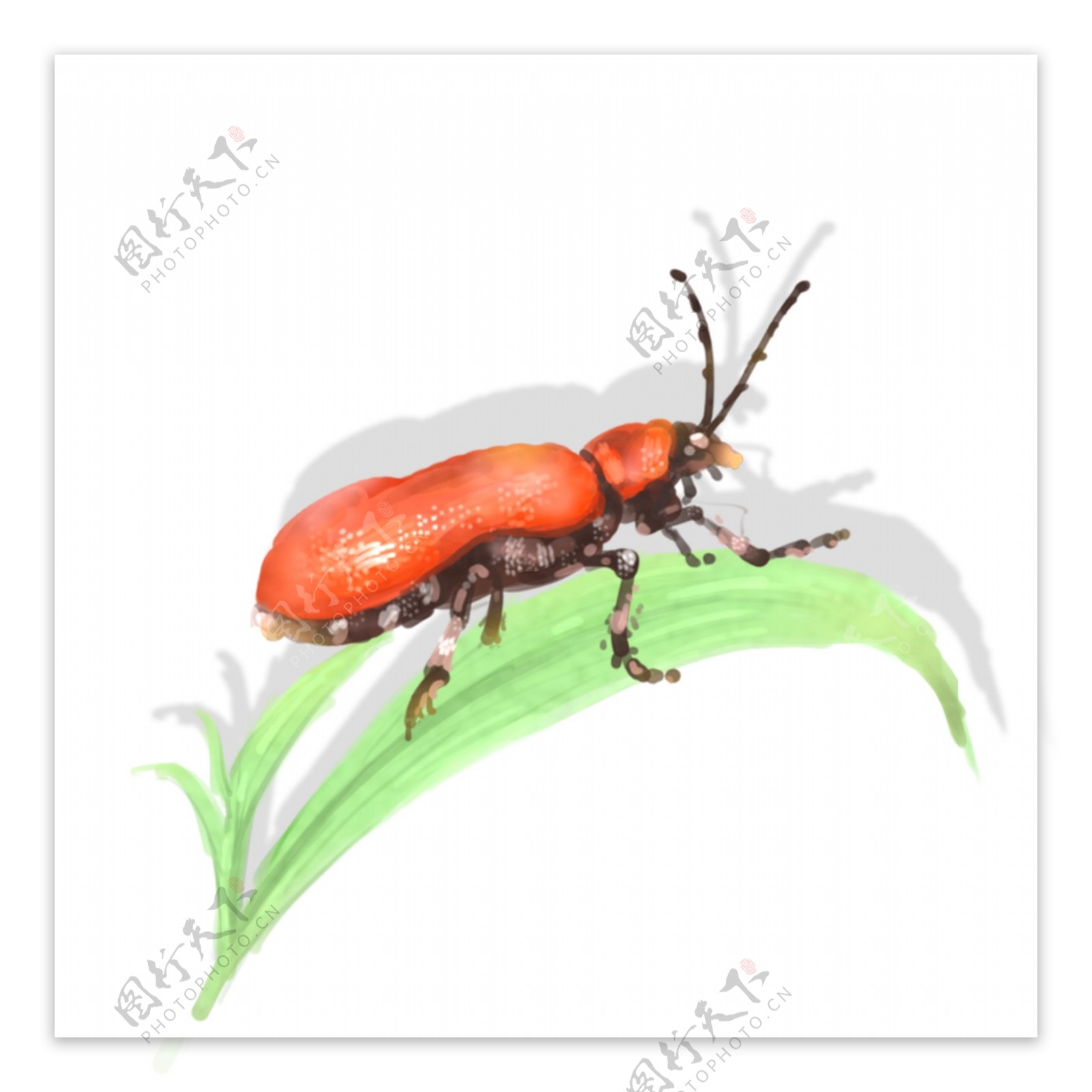 昆虫元素手绘中国风甲壳虫透明底可商用素材