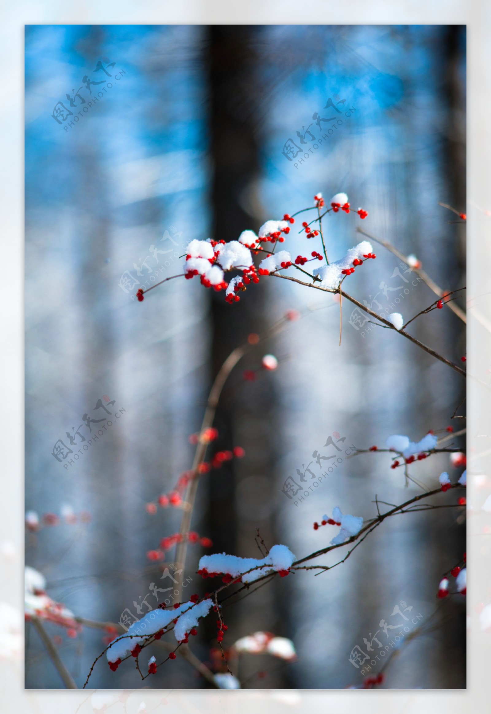 雪中红果