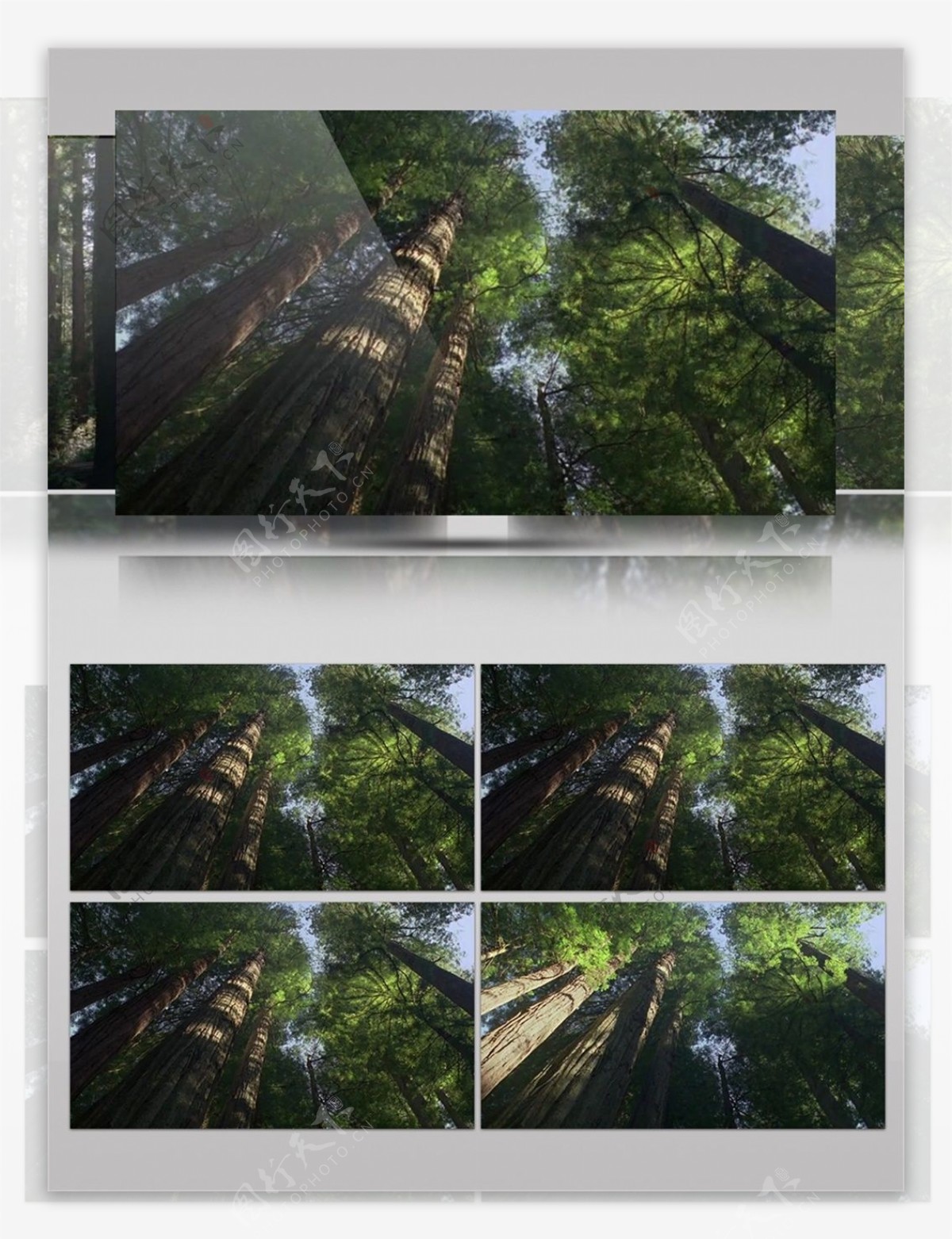 俯视森林大树视频音效