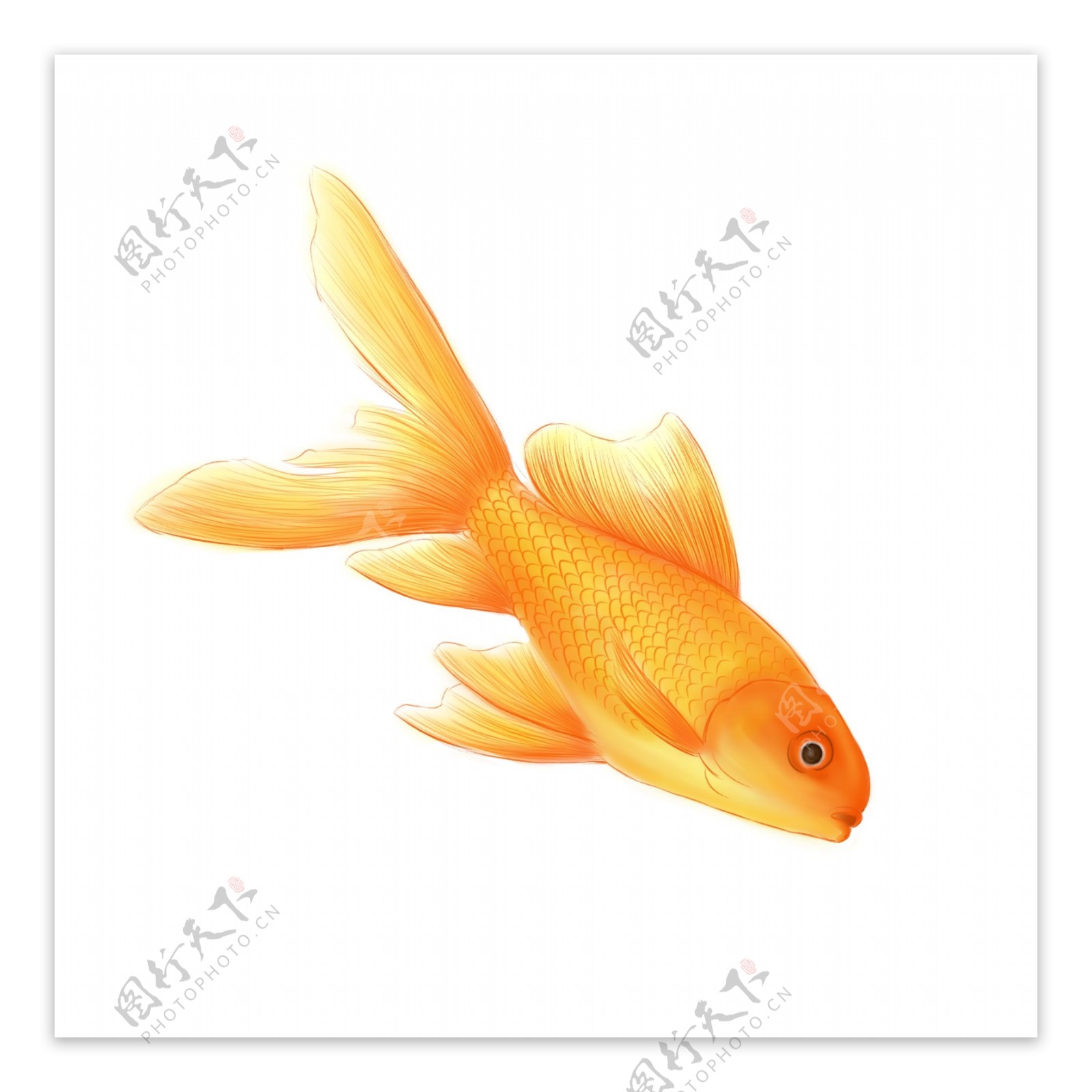 原创手绘中国风金色金鱼元素