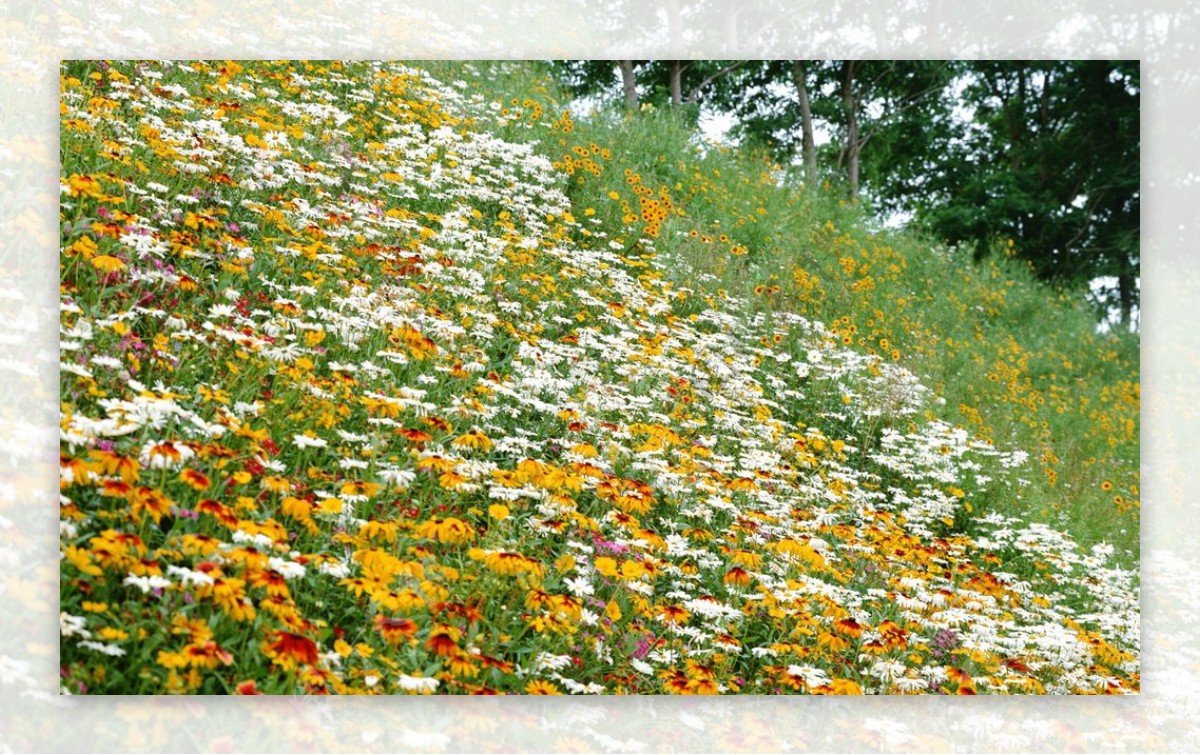 鲜花花朵花卉