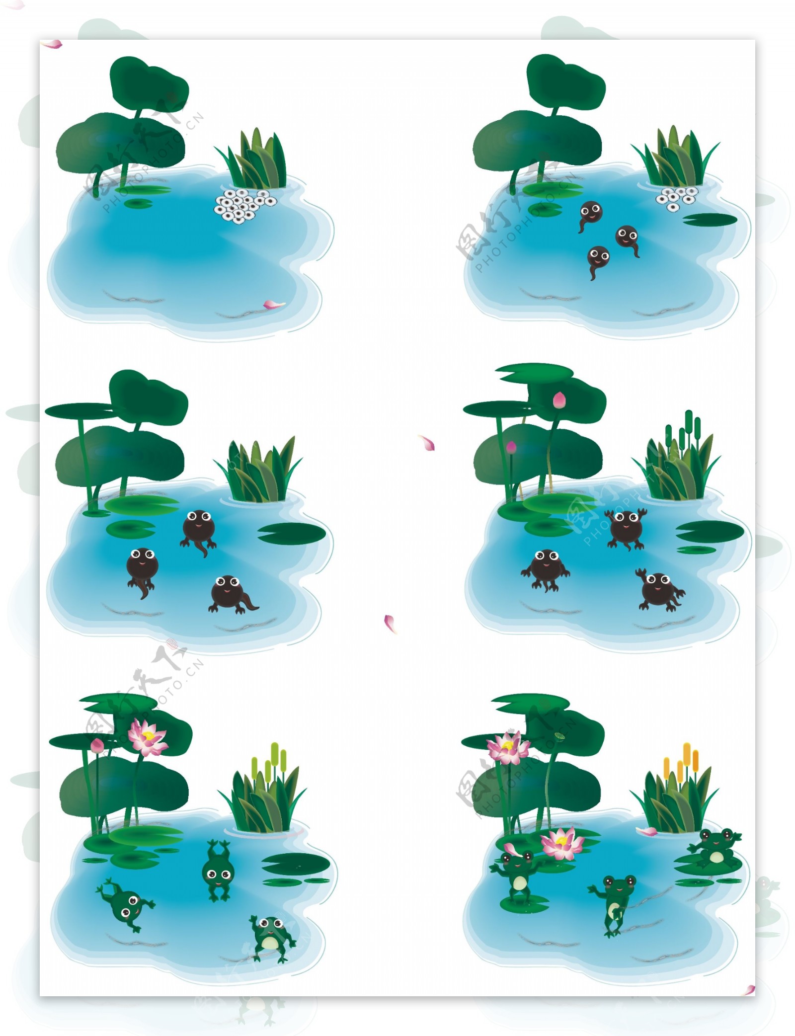 手绘风卡通植物荷花动物青蛙生长过程元素