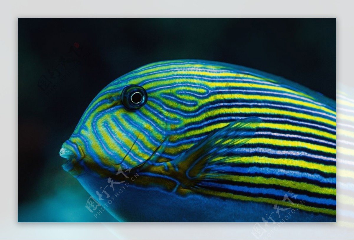 小鱼种类大全高清图片素材-编号28267571-图行天下