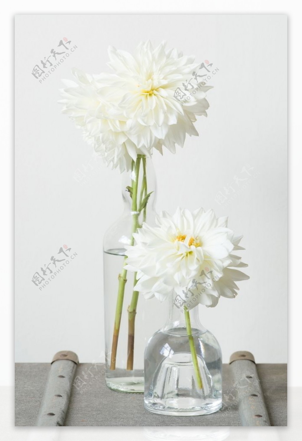 水培白菊花