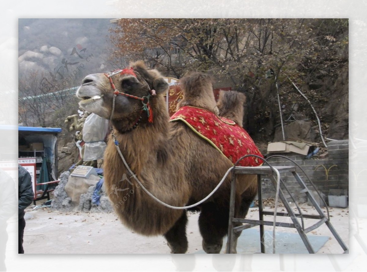 北京八达岭长城下面骆驼
