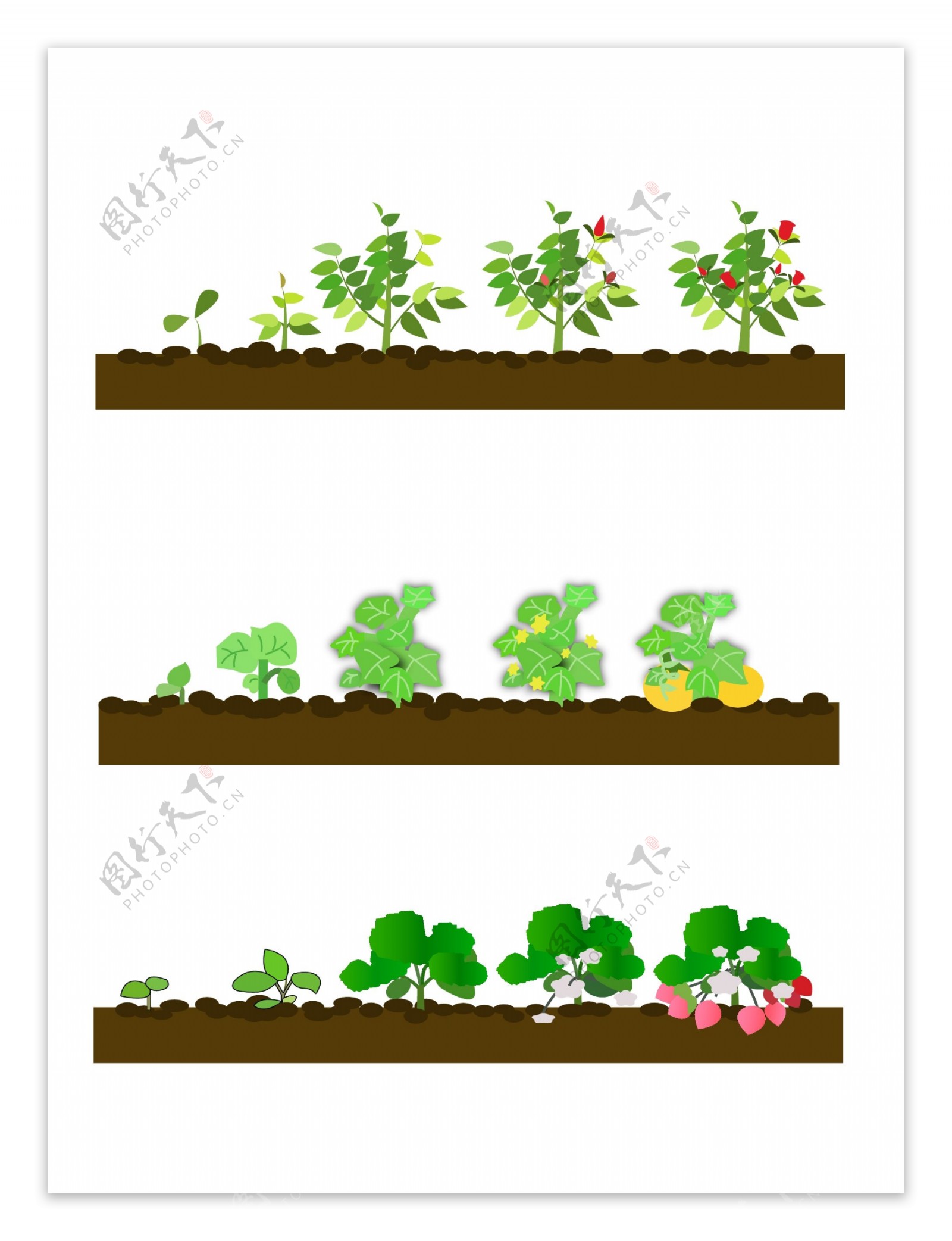 玫瑰南瓜草莓三种植物卡通生长过程套图