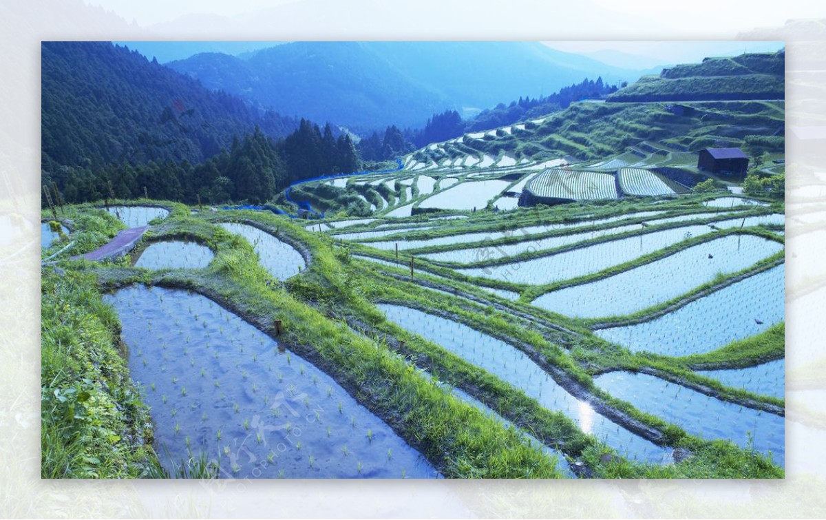 美丽的梯田风景