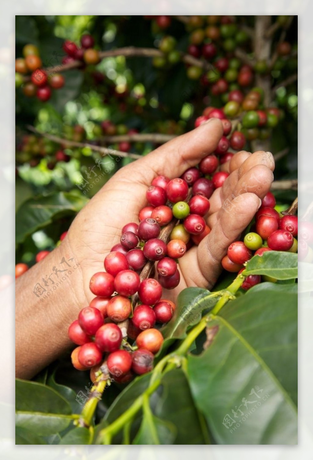 成熟未加工的咖啡豆