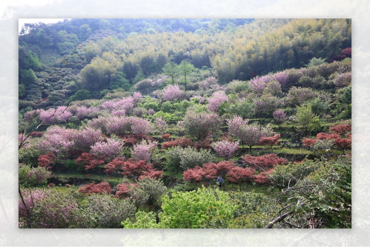 樱花