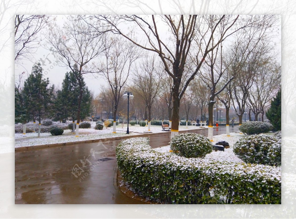 雪天下的公园风景