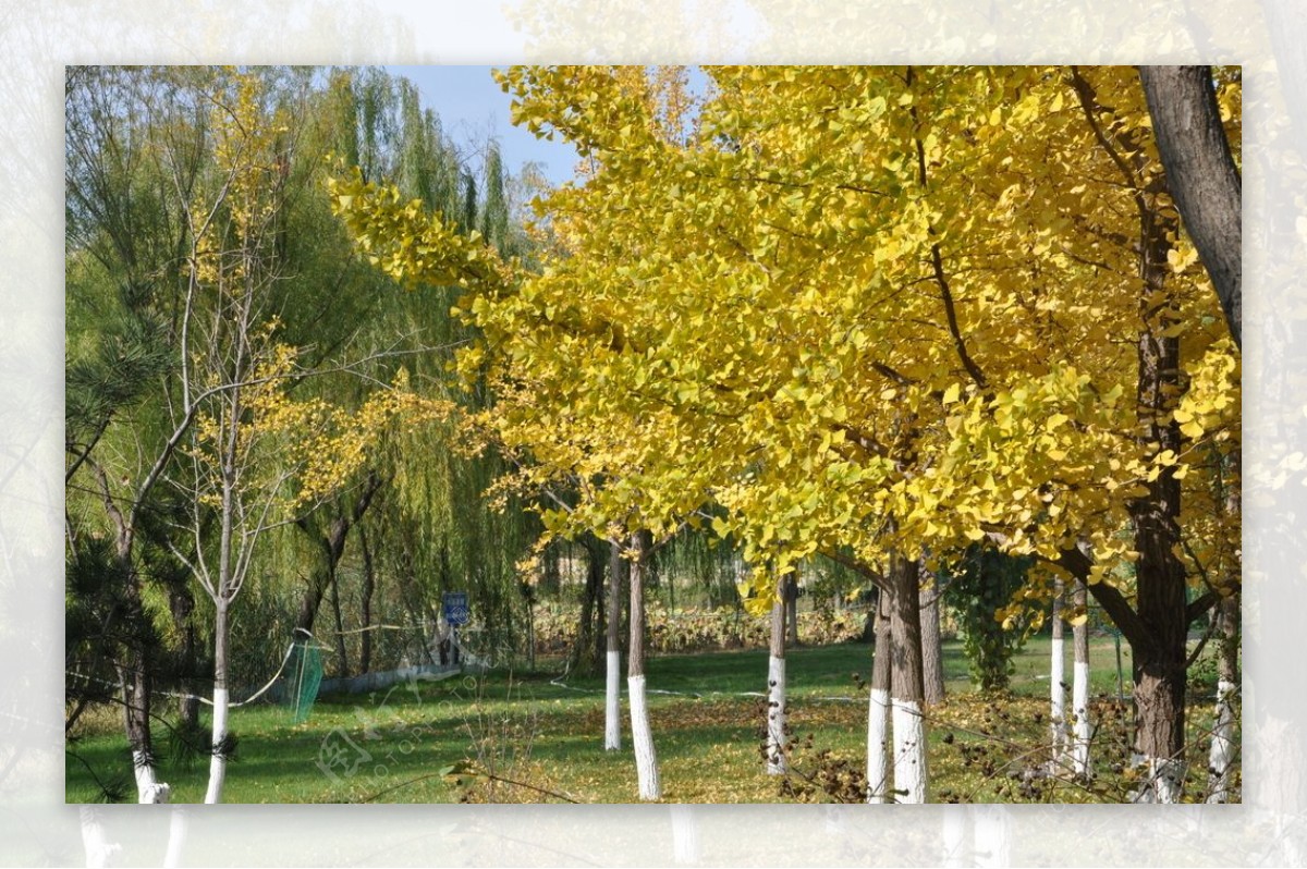 公园里秋天的银杏树