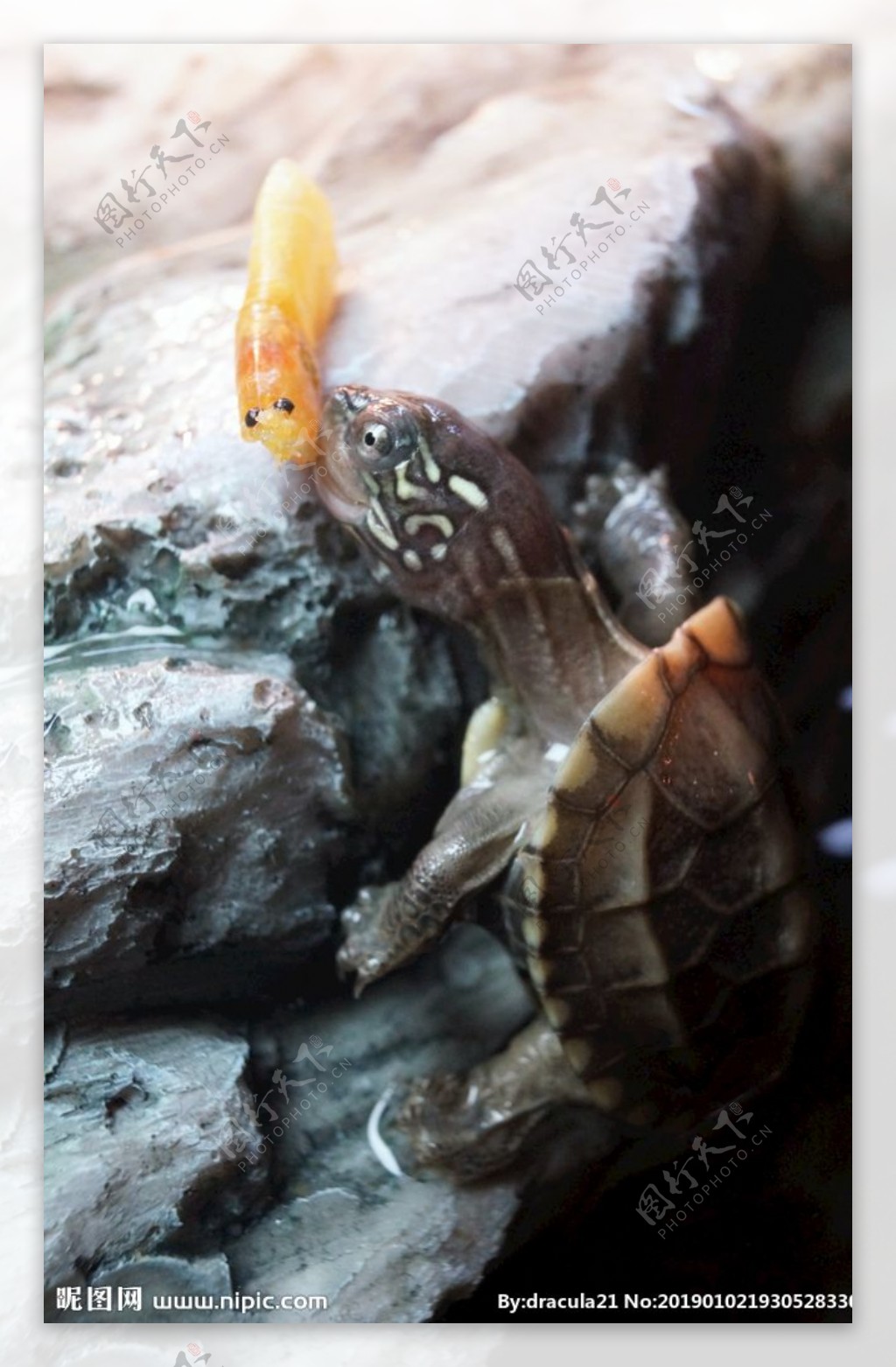 中华草龟吃虾
