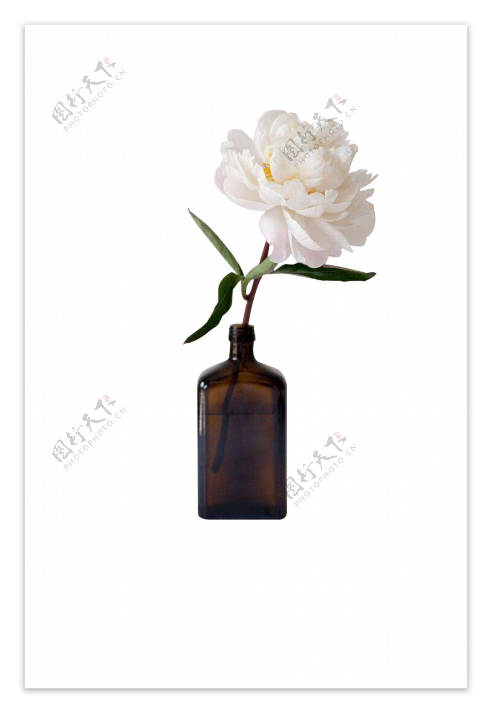 一瓶盆栽花朵玻璃瓶花朵装饰
