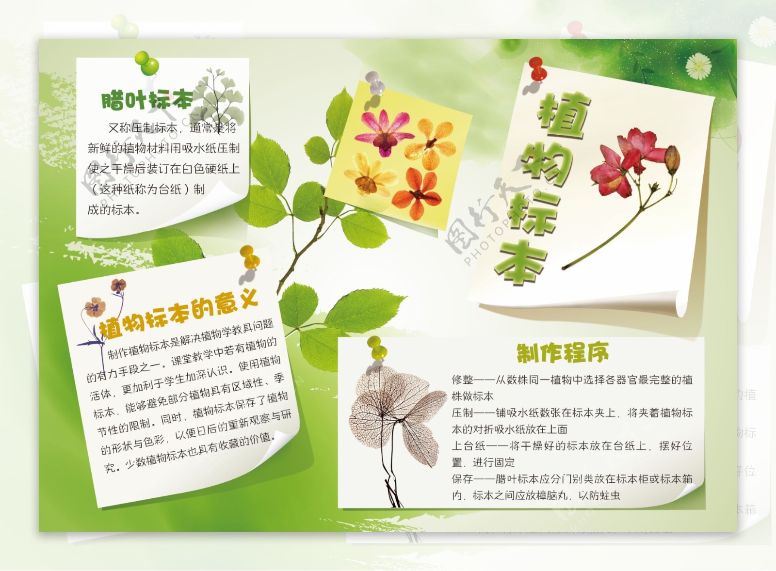 绿色自然植物标本手抄报模板