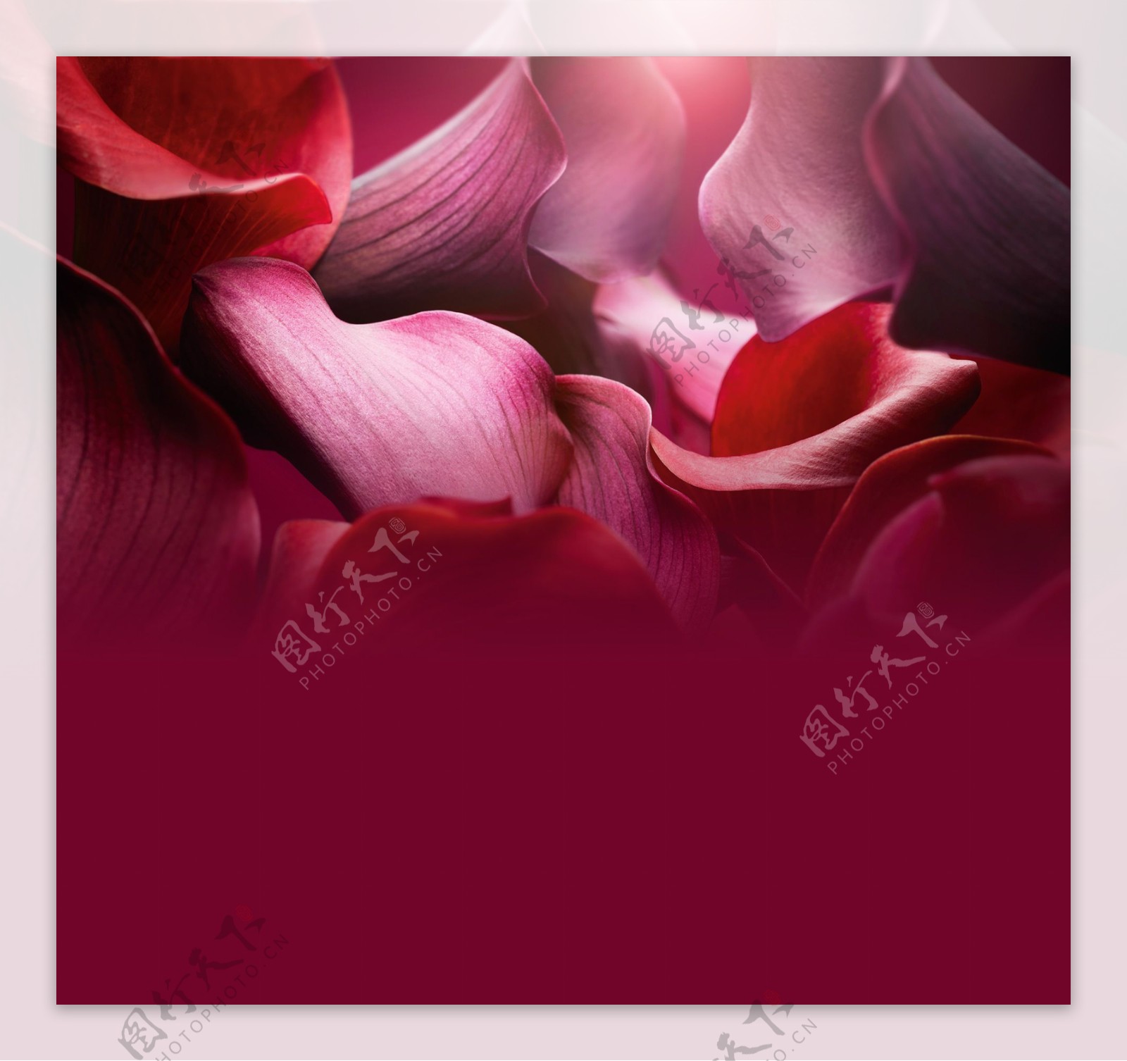 浪漫红色花瓣背景