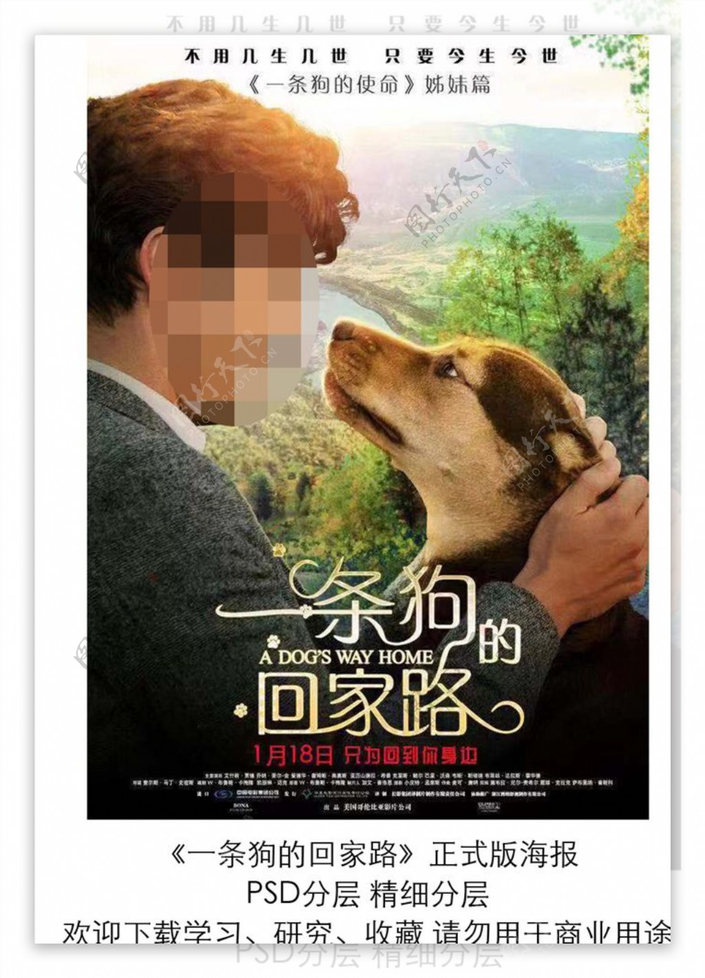 电影一条狗的回家路终极分层海报