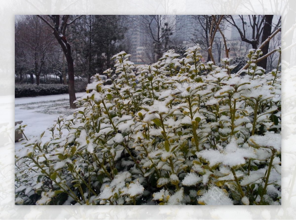 花草上的积雪