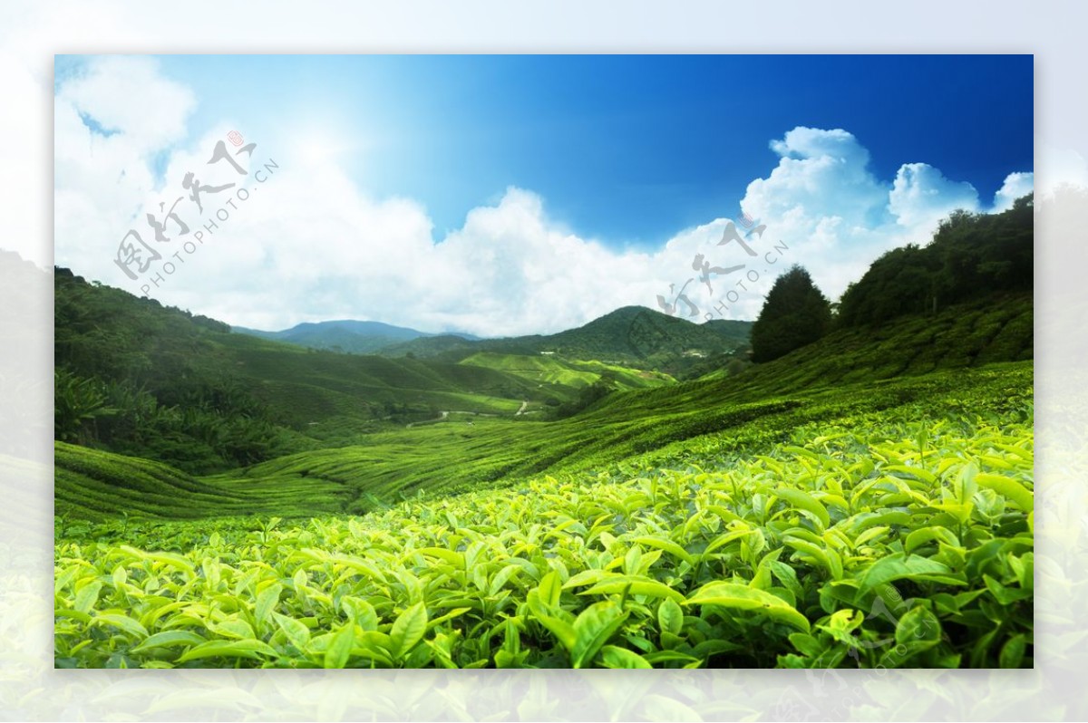 绿色的茶山