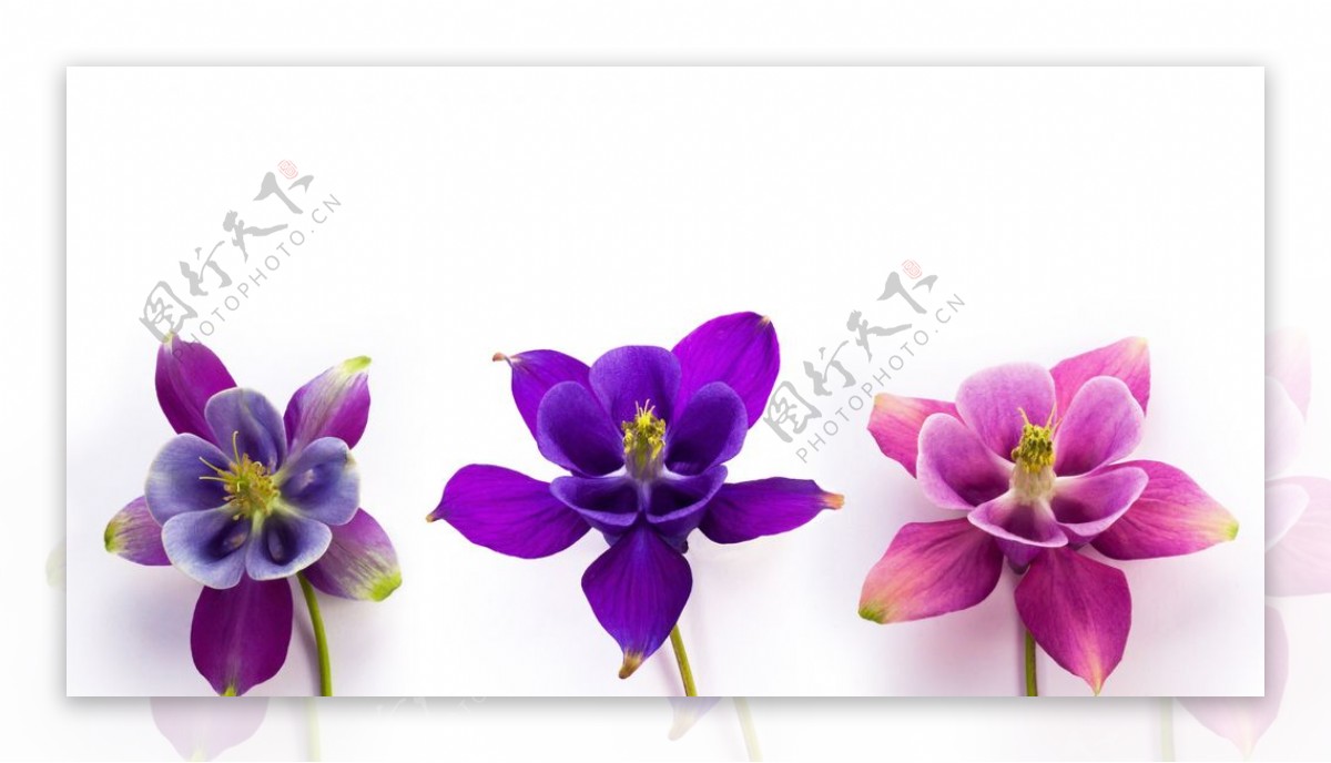 紫色的花卉
