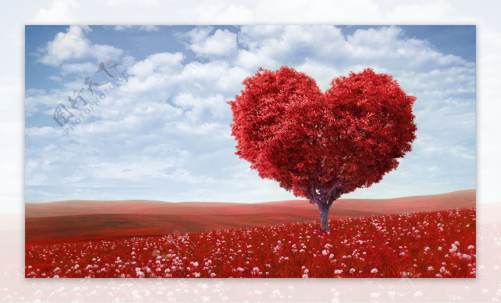 红色心形树花场浪漫爱情风