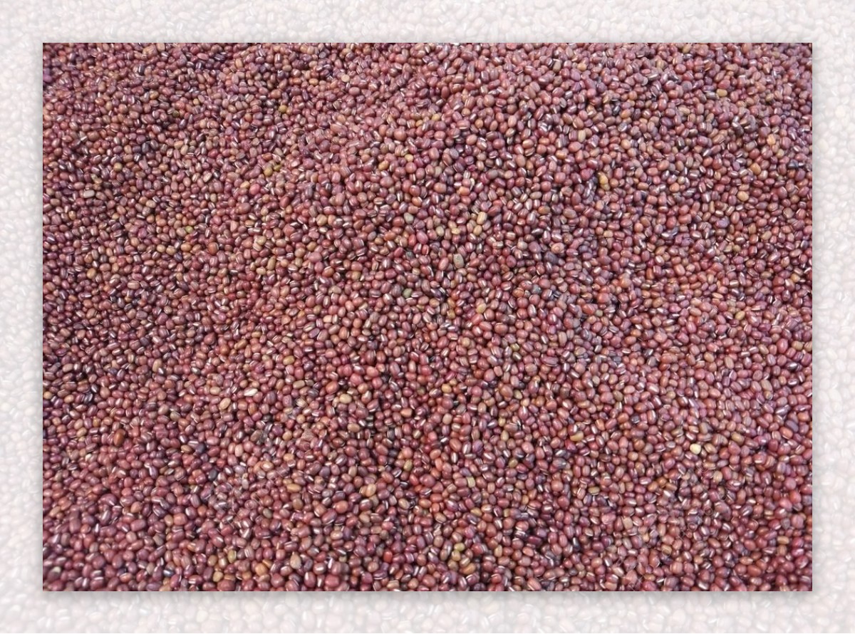 红豆红豆摄影红豆素材五谷