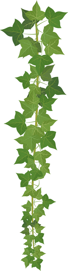 绿色藤蔓矢量插图免抠图树叶素材
