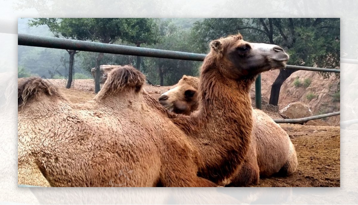 北京八达岭野生动物园骆驼