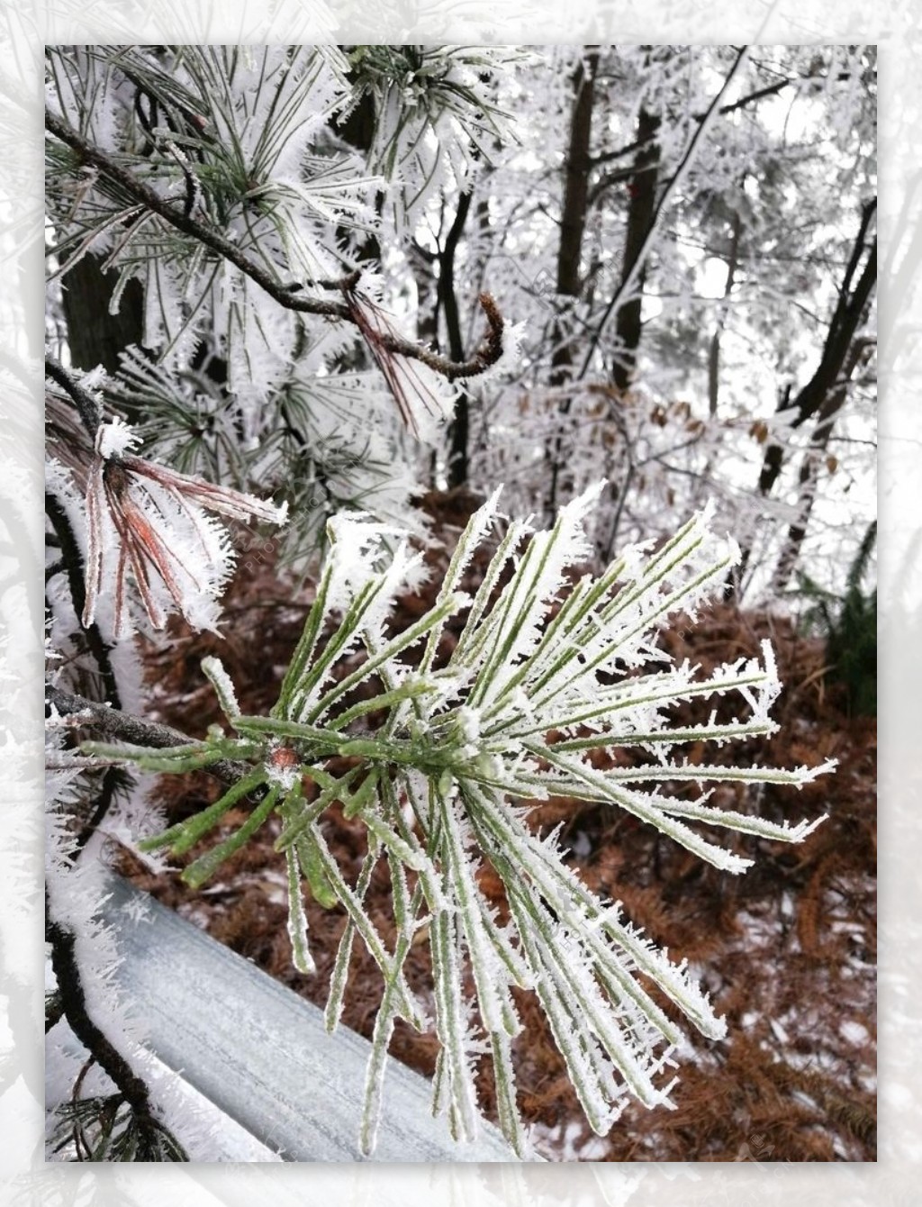 雪树