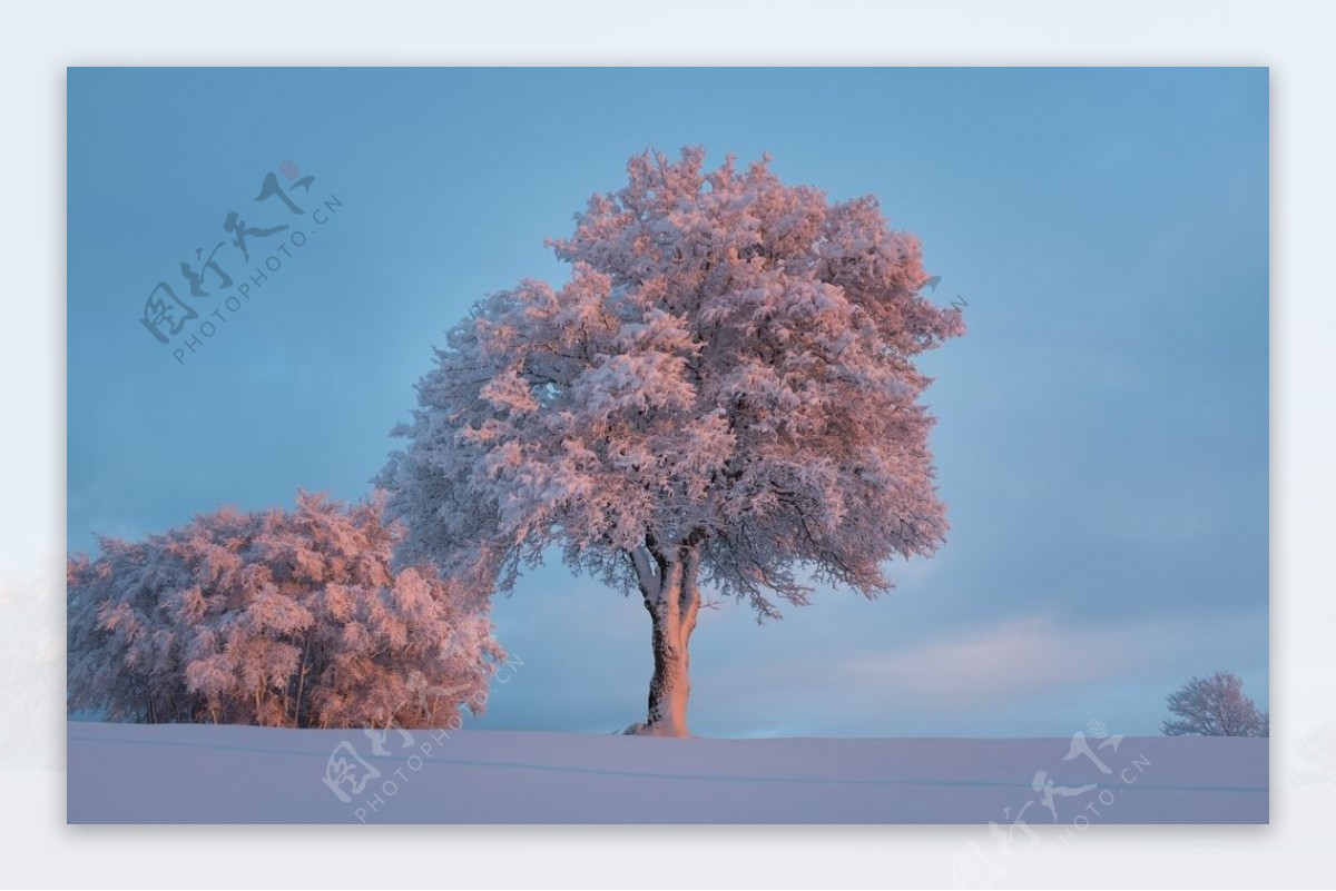 雪地中的树