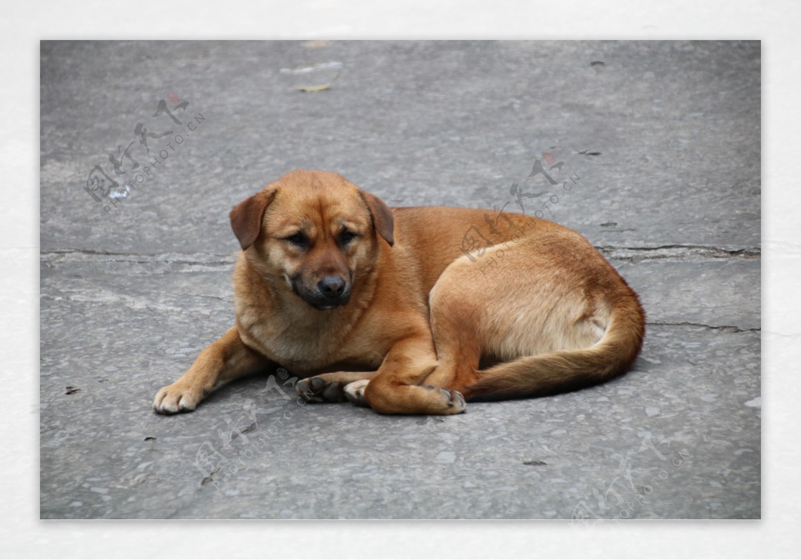 中华田园犬土狗图片素材-编号32082509-图行天下
