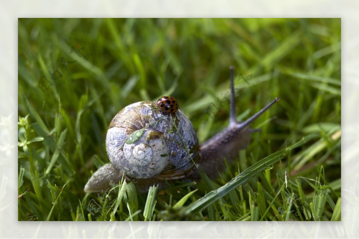 蜗牛和瓢虫