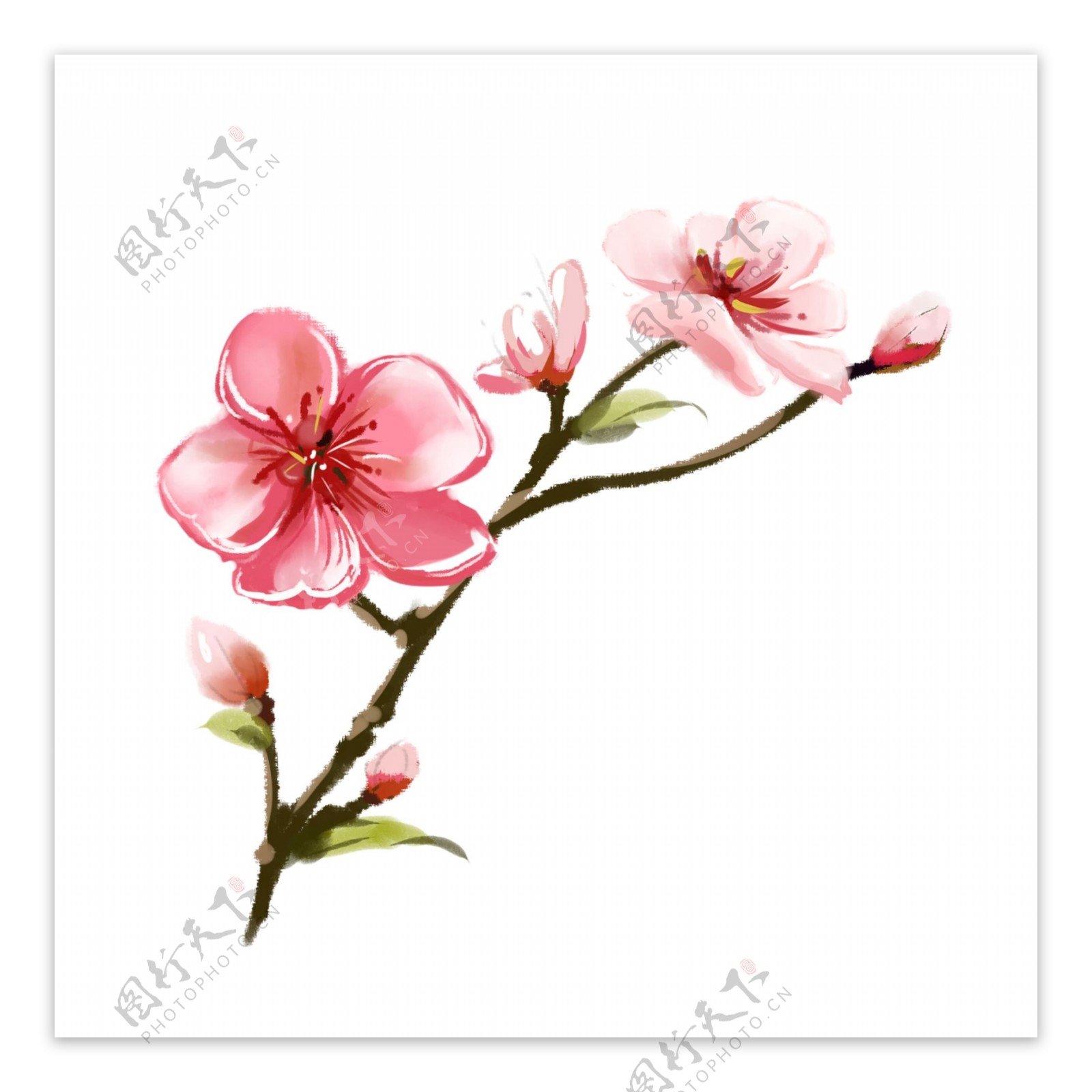 粉色春季桃花花朵花枝花苞手绘文艺