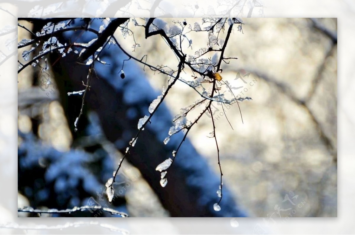 冰雪树枝