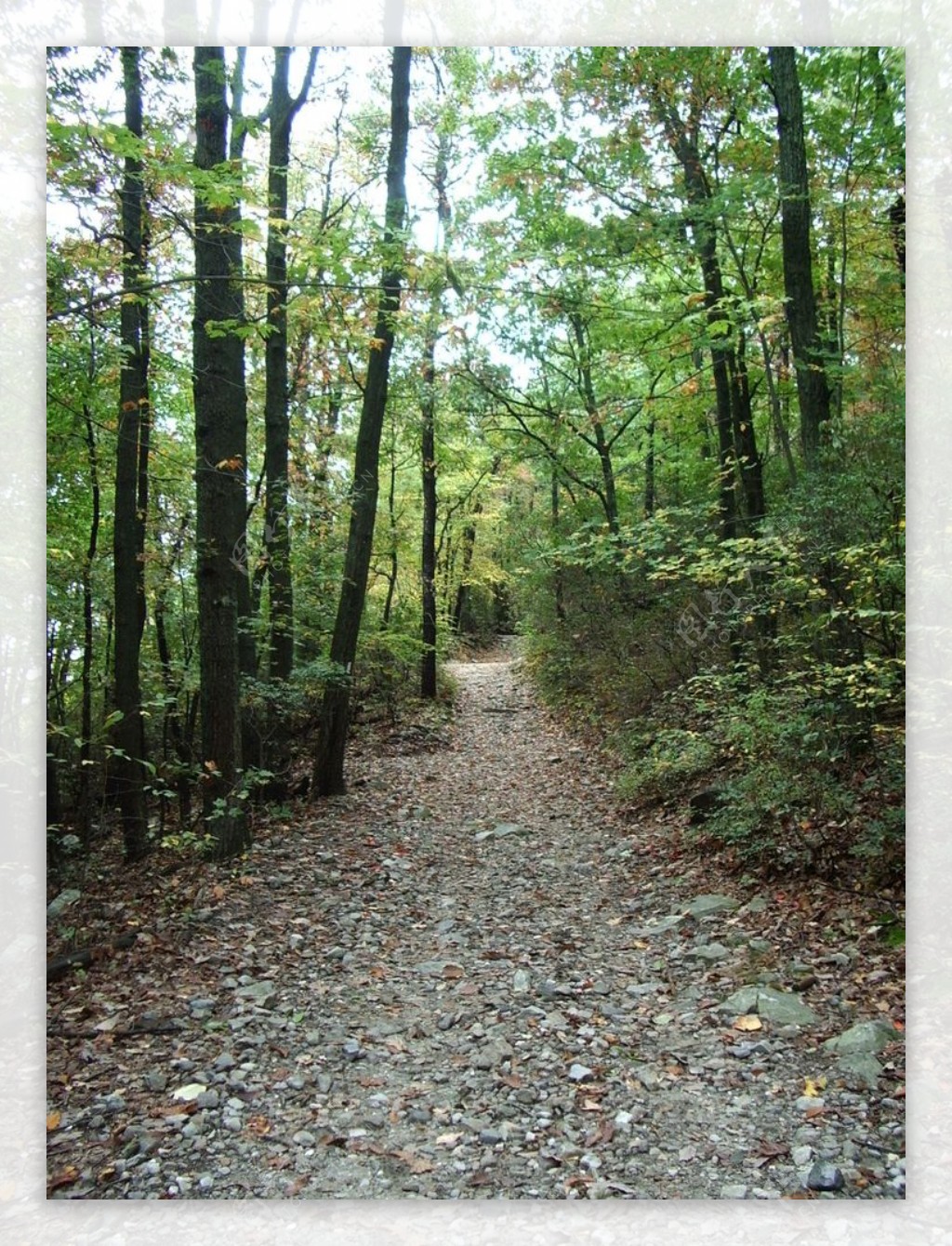 林间的一条小石头路